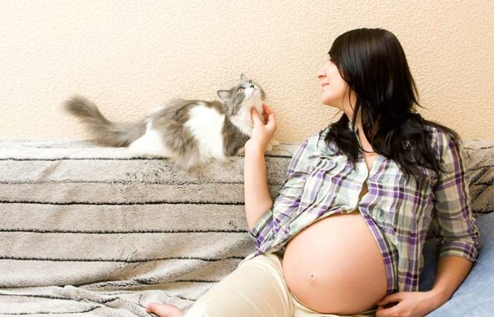 แมว เป็นสัตว์ต้องห้ามของหญิงตั้งครรภ์จริงหรือ